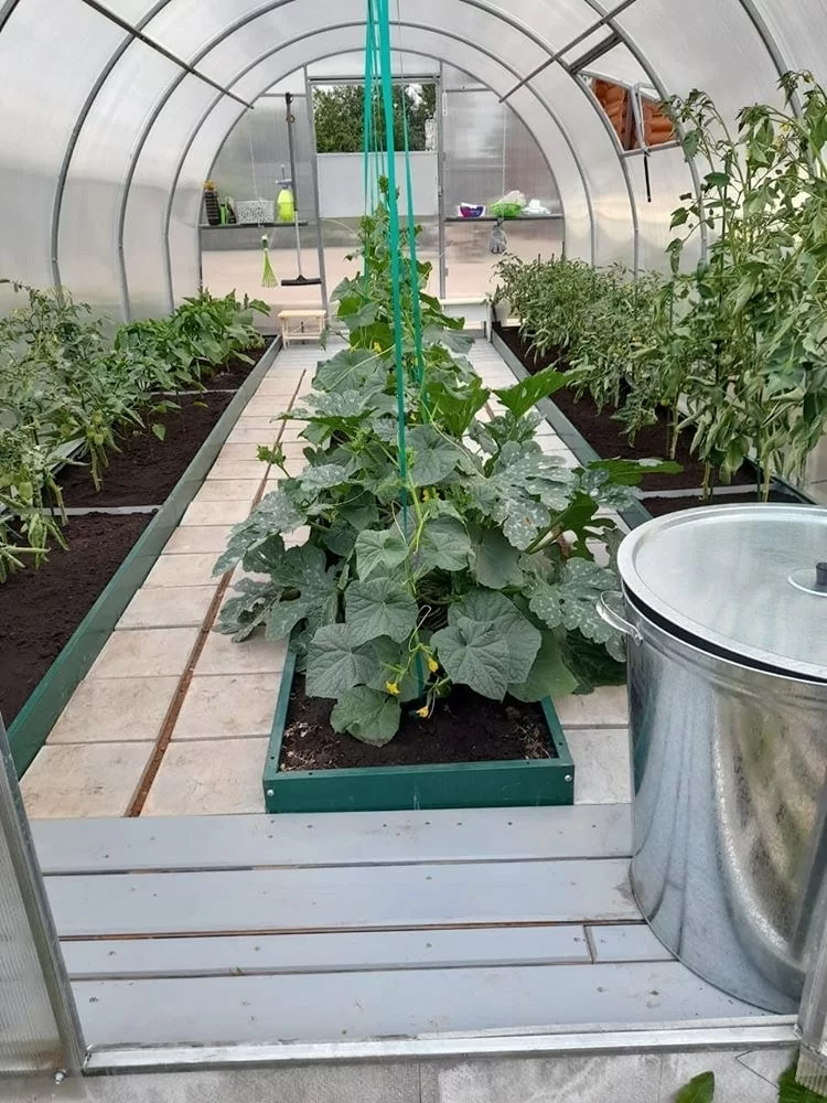 Выбор теплицы для огурцов